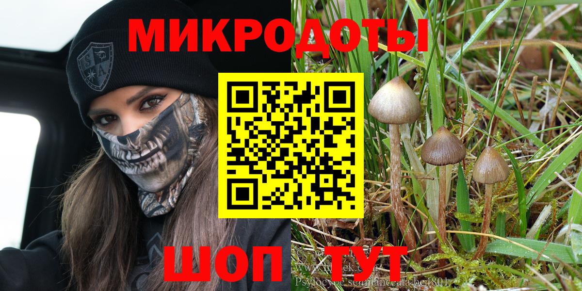 Псилоцибиновые грибы Psilocybe Тавда